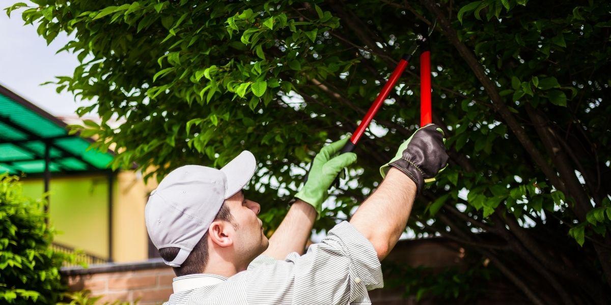 tree service and maintenance