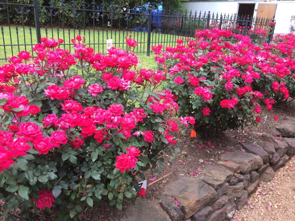 jmas landscaping in katy texas, Flower Bed Maintenance