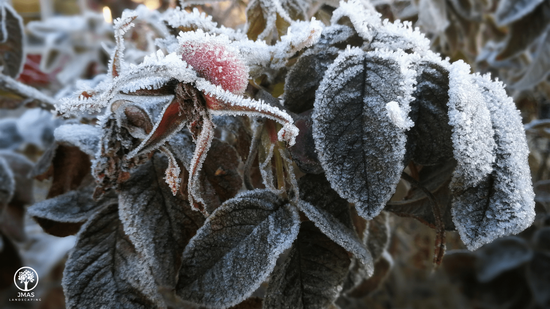 Plant Recovery After a Winter Freeze: 7 Essential Tips