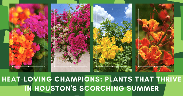 Houston, Texas is known for its relentless summer heat, where temperatures can soar to astonishing levels. Despite the intense climate, there are several plant species that not only survive but thrive in this challenging environment. These heat-loving champions have adapted to the scorching sun, arid conditions, and humid summers of Houston. By incorporating these resilient plants into your garden or landscape, you can enjoy a vibrant and thriving green space even during the hottest months of the year.