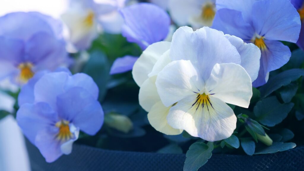 pansy